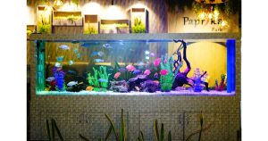 Paprika Park franchise photo 4