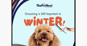 Thepetnest franchise photo 4