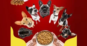 Pet Doctors franchise photo 2