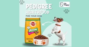 Go Puppy franchise photo 2